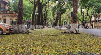 Địa Chỉ Hàng cây Xà Cừ cổ thụ phố Phan Đình Phùng